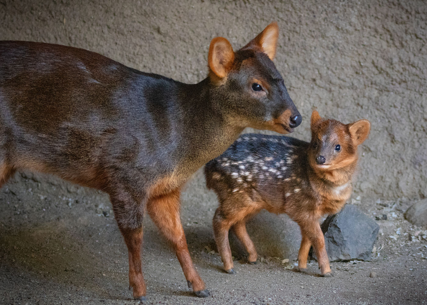 Pudu joven y pudu hembra